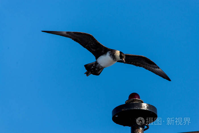美丽的南极海燕鸟在光后的蓝天上飞翔