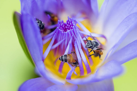 蜜蜂在紫色的莲花中飞翔。
