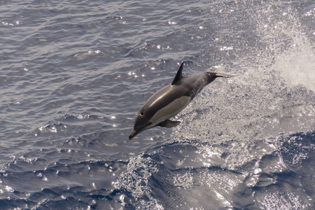 海豚跳出平静的海洋