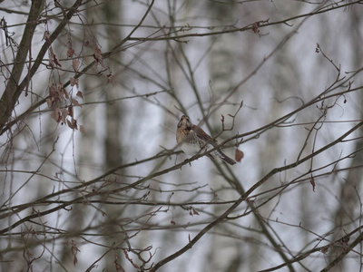 冬天的森林鸟啄浆果