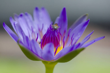 蜜蜂在紫色的莲花中飞翔。