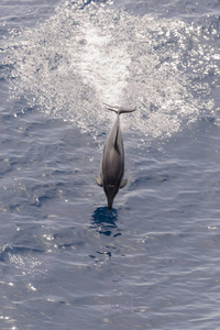 海豚跳出平静的海洋图片