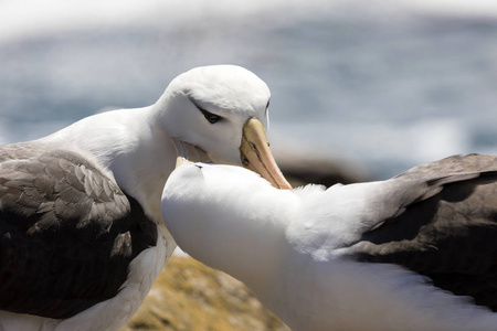 s neck with their beak on Saunders Island, Falkland Islands