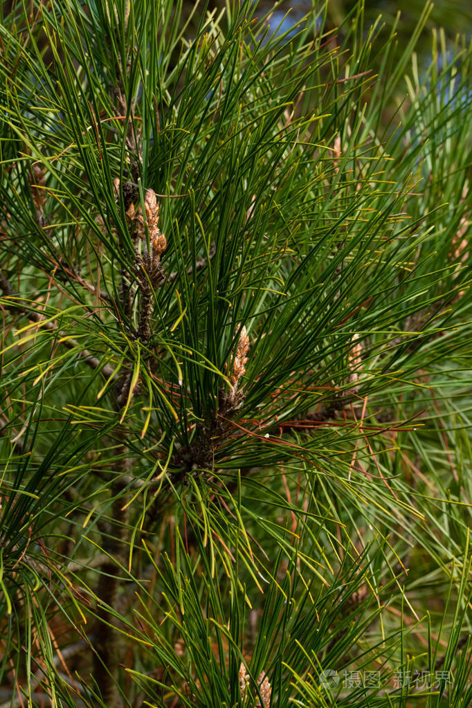 圣诞松杉枝条背景关闭. 新年圣诞树树枝的背景