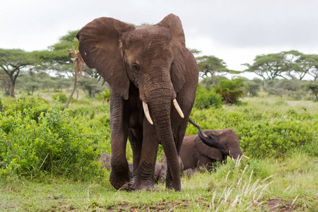 在坦桑尼亚东部非洲的塞伦盖蒂国家公园丛林中行走的野生非洲大象