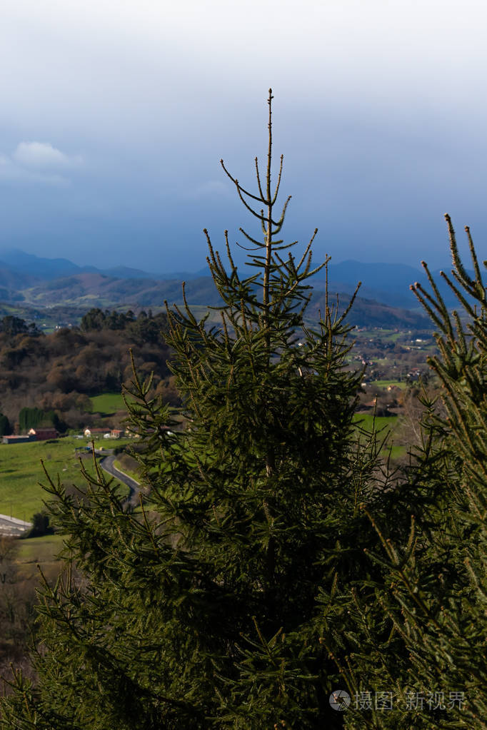 云杉在山坡上田野和雷云的背景下
