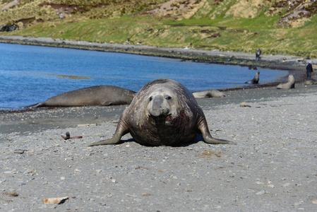 在大自然中的小狗救海象在大自然中照片