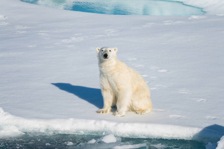 北极熊坐在雪地上