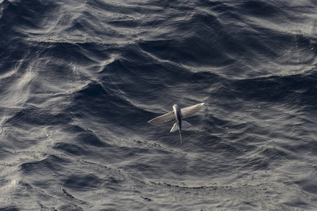 南极的Scua飞在海面上