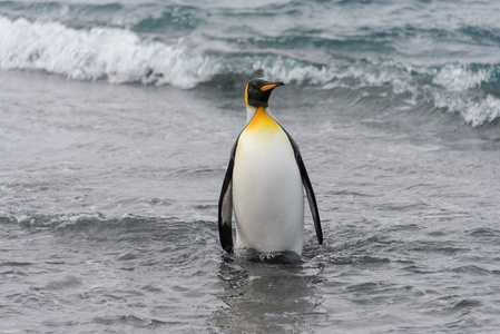 国王企鹅从海里出发图片