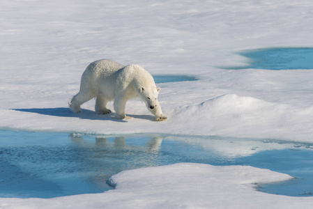 北极熊在冰袋上