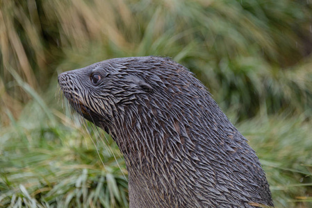  s head close up