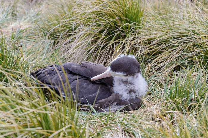 在巢里的黑熊猫