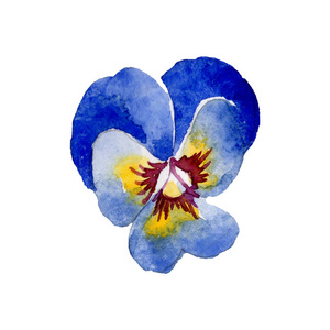 蓝色中提琴花植物花。水彩背景插图集。独立的 pansy 插图元素