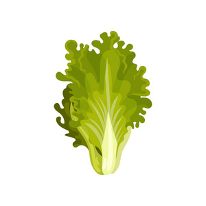 生菜插图图片