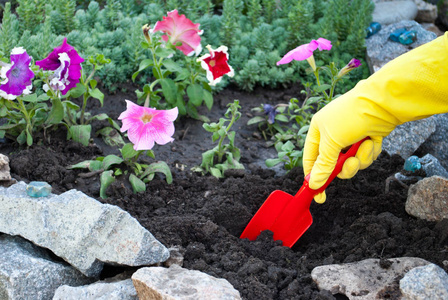 手中的红色塑料铲子，黄色橡胶手套春天工作在地面上，土壤松动，在天然石头的背景下种植花，花瓣，绿草，晴天，春天休息，美丽