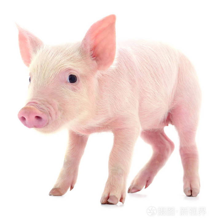 白色背景上孤立的粉红色小猪