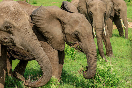 坦桑尼亚米库米国家公园里的大象