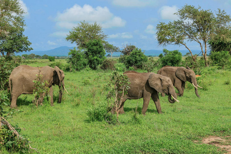 坦桑尼亚米库米国家公园里的大象