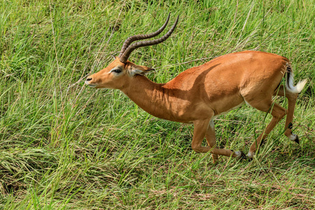 坦桑尼亚米库米国家公园的野生斑羚