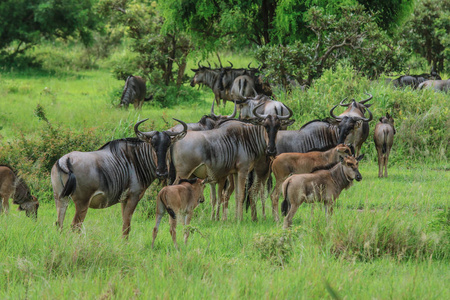 坦桑尼亚米库米国家公园的野生动物
