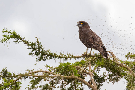 棕色的蛇鹰猎物鸟，许多虫子在东非坦桑尼亚的塞伦盖蒂国家公园的荆棘树上飞来飞去。