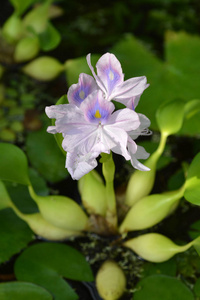 普通水葫芦拉丁名Eichhornia Crassipip..