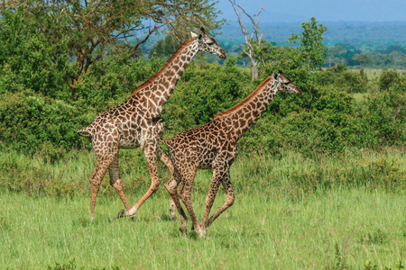 坦桑尼亚米库米国家公园的长颈鹿