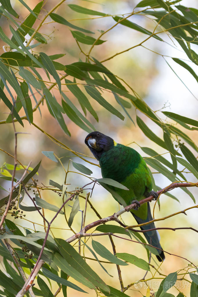 澳大利亚环颈宽尾鹦鹉,绿蓝色栖息在澳大利亚西部的桉