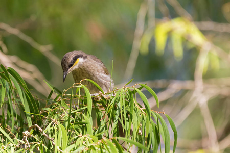 红树蜂食鸟栖息在澳大利亚西部森林中的瓶刷枝上Gavicalisfasciogularis