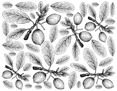 热带水果插图壁纸手绘素描，非洲芒果或石榴，活石水果分离在白色背景。