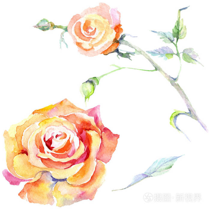 橙色玫瑰花。 水彩背景插图集。 水彩画时尚服装隔离。 孤立的玫瑰插图元素。