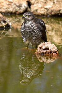 欧亚麻雀鹰在夏天喝水池里。 非正常性