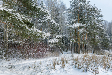 美丽的美丽的雪冬针叶林