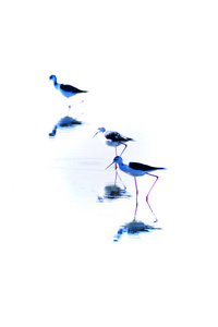 鸟在泻湖里觅食