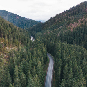 在潮湿的道路上俯瞰着群山中永远绿色的森林。 公路旅行概念