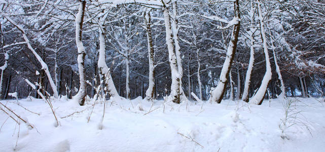 德国森林中有雪的冬树