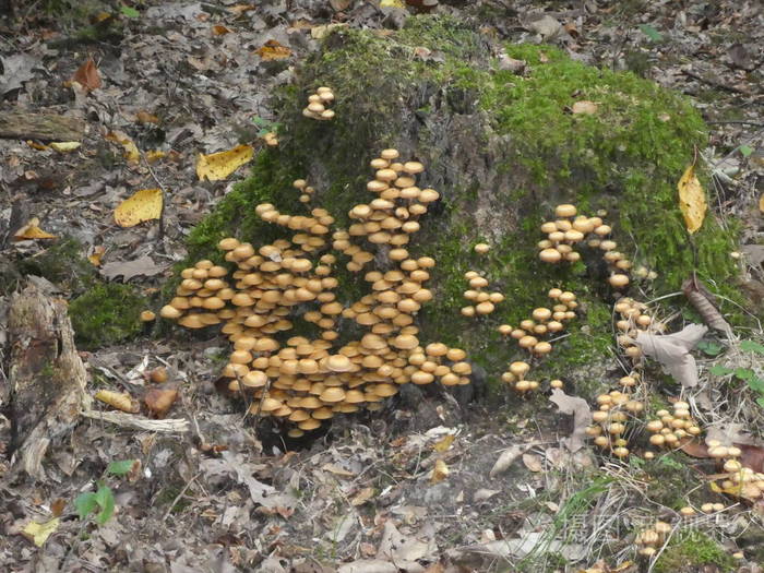 秋天,许多蘑菇生长在森林里的一棵老树干上