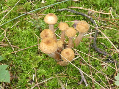 秋天，许多蘑菇生长在森林里的一棵老树干上