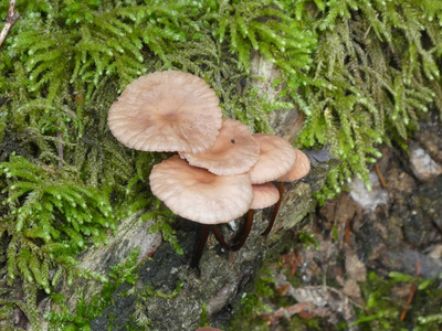 在秋天的青苔中，蘑菇生长在一棵古老的树干上