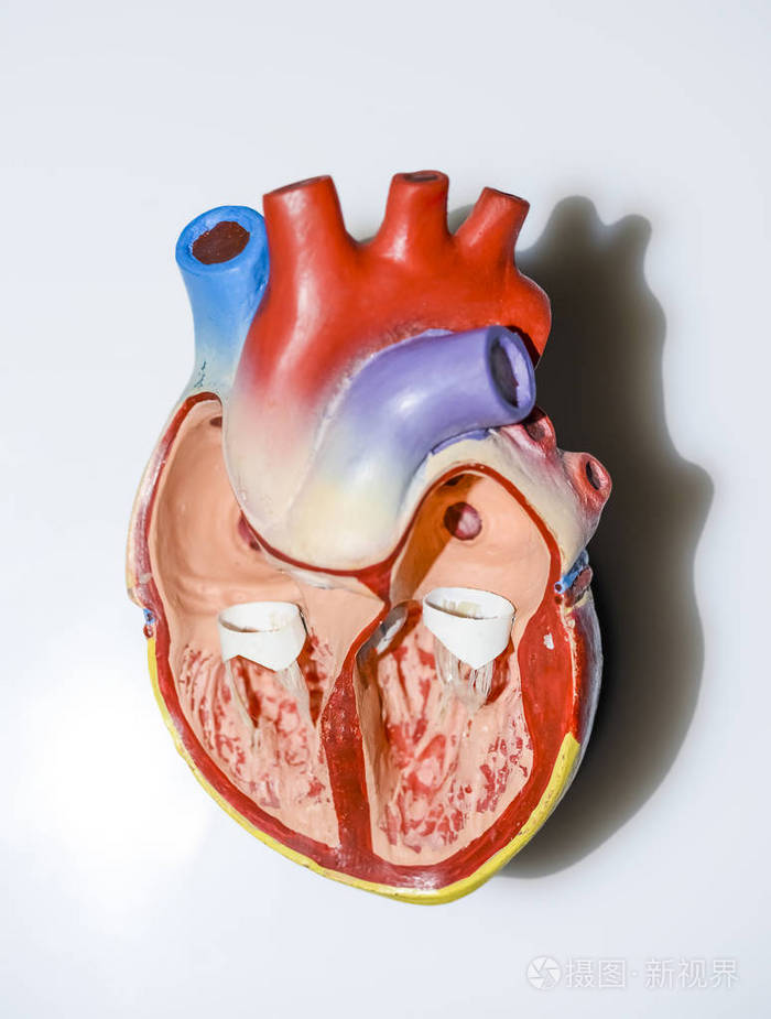 人体心脏解剖. 白色或灰色背景的器官