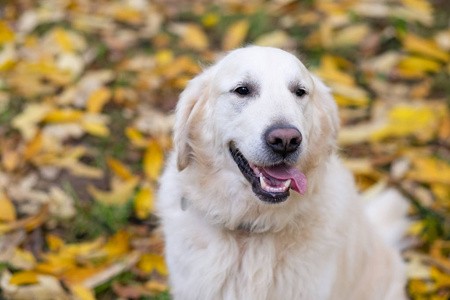 美丽的金毛猎犬狗坐在秋天的森林里