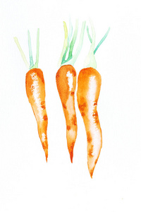 手绘水彩胡萝卜分离白色背景图片