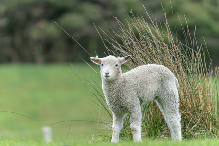 新西兰农场的绵羊和新羔羊