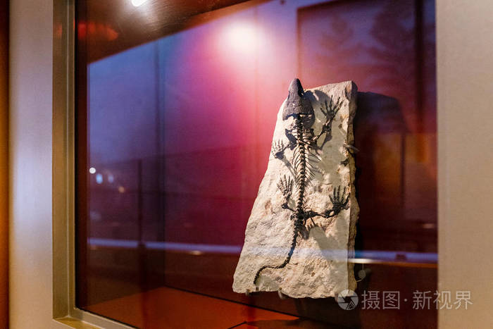 博物馆里岩石上史前蜥蜴骨架的化石