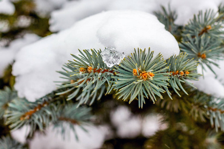 云杉的树枝上覆盖着厚厚的一层雪。冬季暴风雪