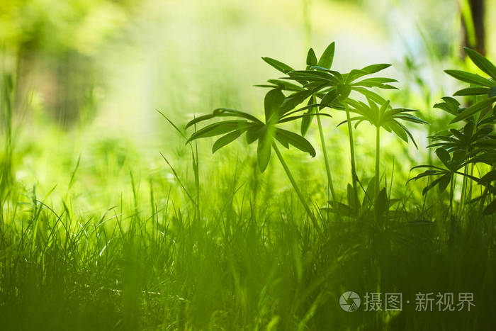 春天公园阳光明媚有新鲜的草