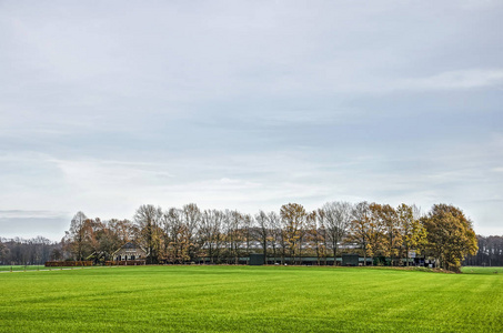 冬季初，荷兰祖特芬附近的风景绿地农场和一排排树木