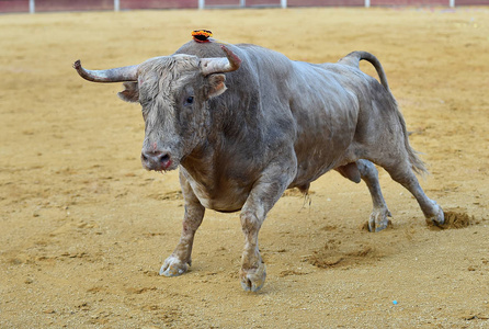 西班牙的壮牛照片