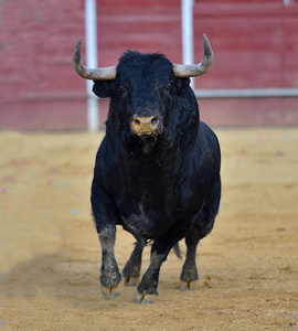 大角的西班牙传统奇观中的公牛